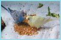 What eats bird food at night?